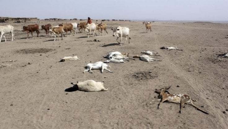 Somalia, i piccoli produttori non sanno come far fronte agli shock climatici e all'insicurezza alimentare