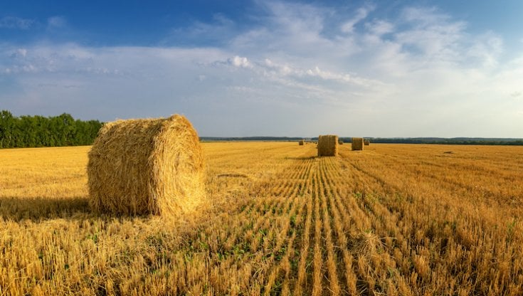 Un campo di grano in Russia