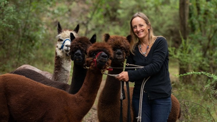 Camilla Esclapon, veterinaria, gestisce Mio Alpaca alle porte di Firenze. Sotto, passeggiate nel bosco con gli animali. Bracconi Roberto