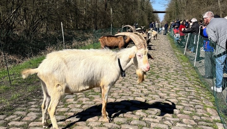 Le capre nella Foresta di Arenberg