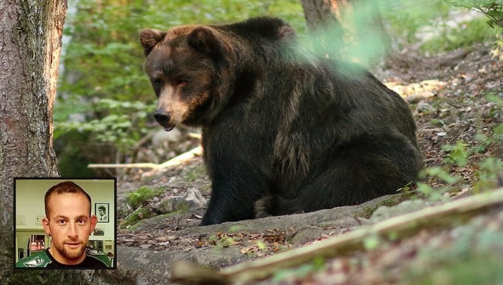 Runner ucciso dall’orso, il Trentino si ribella: “Ora vanno cacciati”