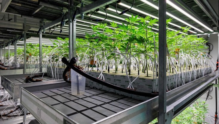 Coltivazione di marijuana a Dresda per fini terapeutici