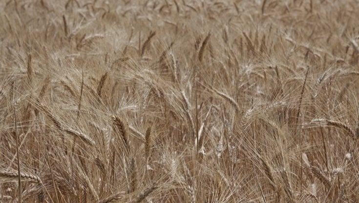 L'allarme della Cia-Agricoltori italiani: gli attuali prezzi del grano duro mettono a rischio la materia prima base della pasta Made in Italy