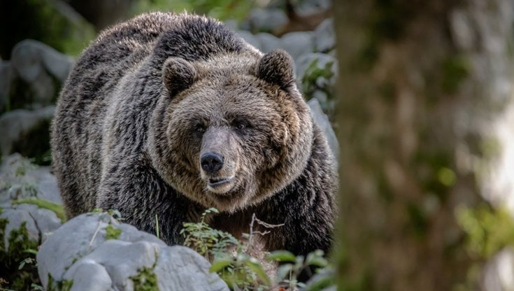 Un orso bruno
