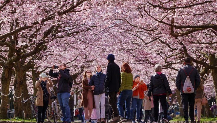 Questa foto di ciliegi giapponesi in fiore &egrave; stata scattata nel cimitero di Copenaghen