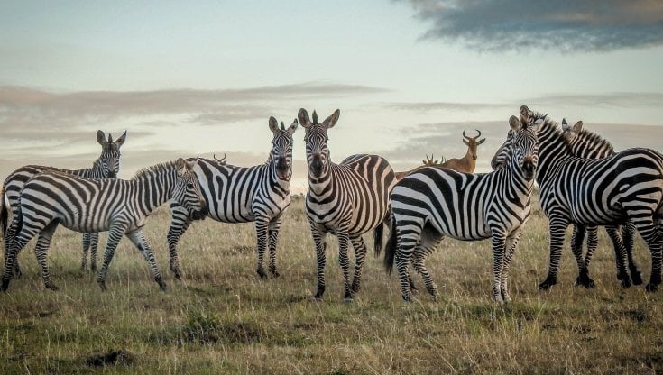 Zebre nella riserva Masai Mara, in Kenya. Getty Images