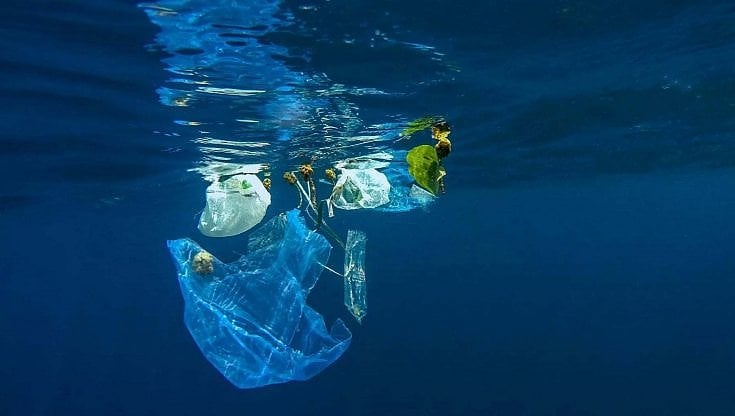 Le isole di plastica pullulano di vita. Così gli animali si adattano alla spazzatura nei mari