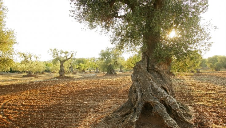 Allarme crisi climatica, con la guida di Slow Food l’olivicoltura punta sulla qualità e corre ai ripari