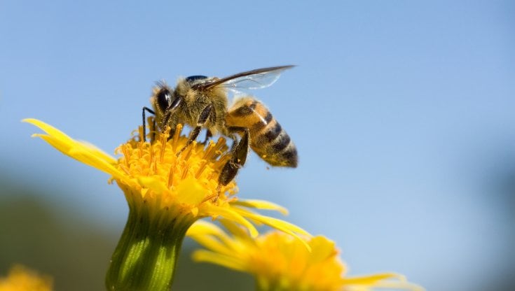 Un&rsquo;ape mellifera su un fiore (Getty Images)