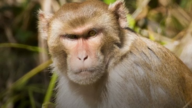 Il caso dei 100mila macachi in vendita alla Cina che preoccupa gli ambientalisti 