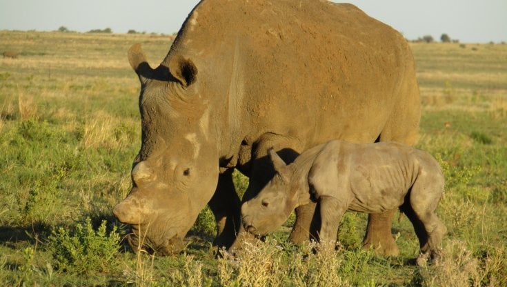 Foto Facebook / Platinum Rhino