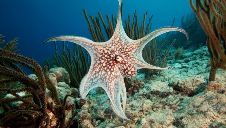 Un polpo. getty images