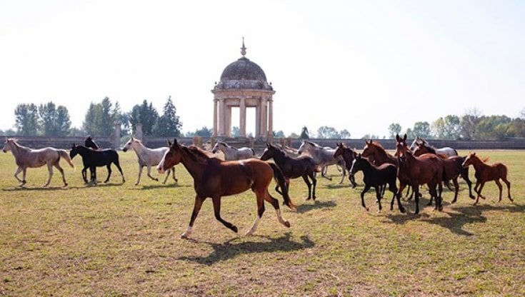 I cavalli nella reggia di Carditello nella foto sul sito della Fondazione