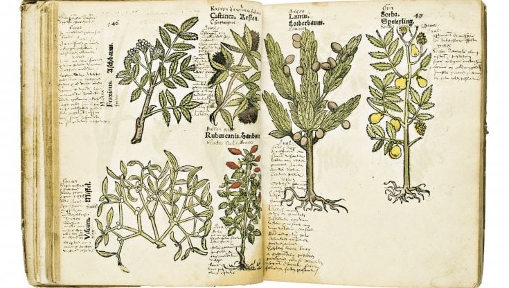 Herbarum, arborum, fructium di C. Egenolff&nbsp;