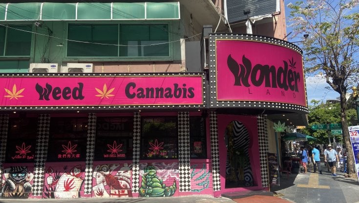 Un negozio di cannabis in Thailandia (foto di Gianluca Modolo)