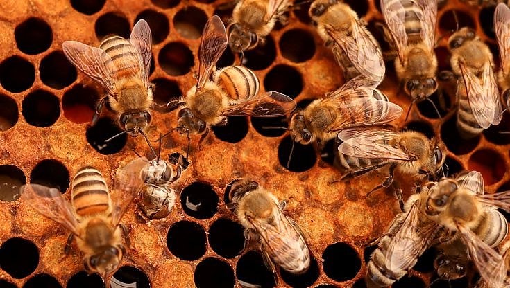 Giornata mondiale delle api, l'allarme degli apicoltori: produzione di miele in calo fino all'80%