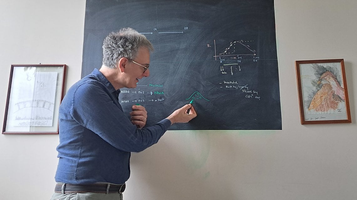 Giovanni Tonon organoidlerin nasıl çalıştığını gösteriyor