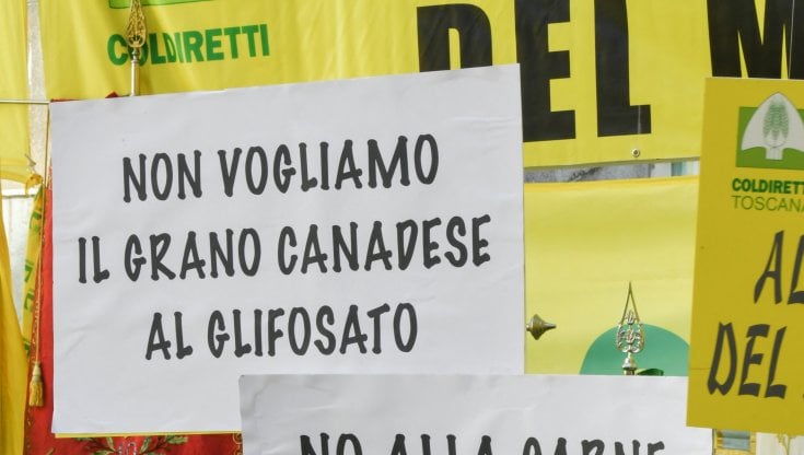 Boom dell'import di grano canadese, scatta l'allarme per il glifosato