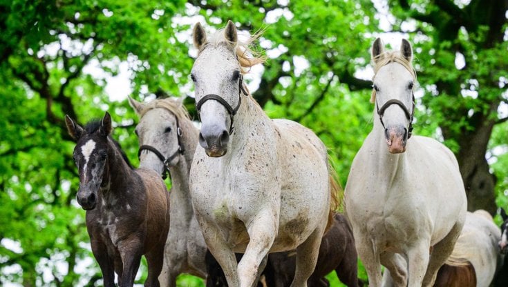 Misteriosa moria di cavalli da corsa al Kentucky Derby, spostato il campionato
