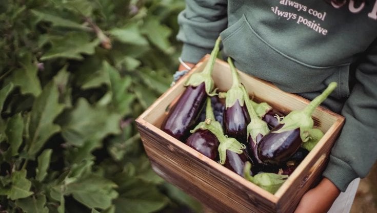 I contadini a chilometro zero per la Giornata mondiale della gastronomia sostenibile