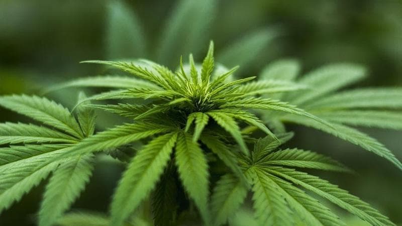 Cannabis light, arriva la stretta sulle regole