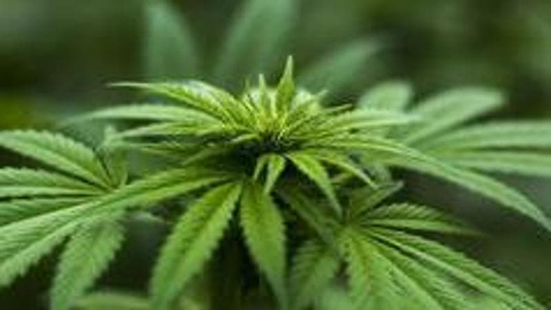 Cannabis light, il governo ci ripensa. Salta la stretta