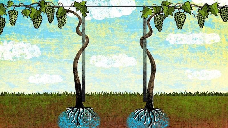 In Sicilia il vino che non si annacqua