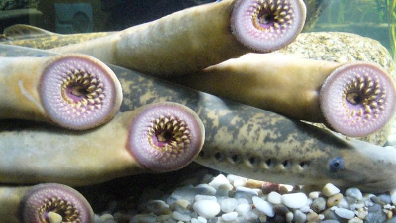 Alcuni esemplari di lampreda di mare / Foto&nbsp;Fernando Losada Rodr&iacute;guez
