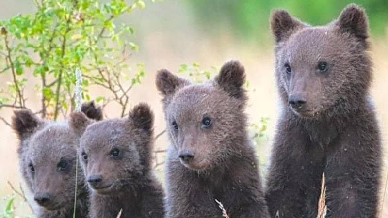 I quattro cuccioli di Amarena in una foto diventata virale di Gianpiero Cutolo
