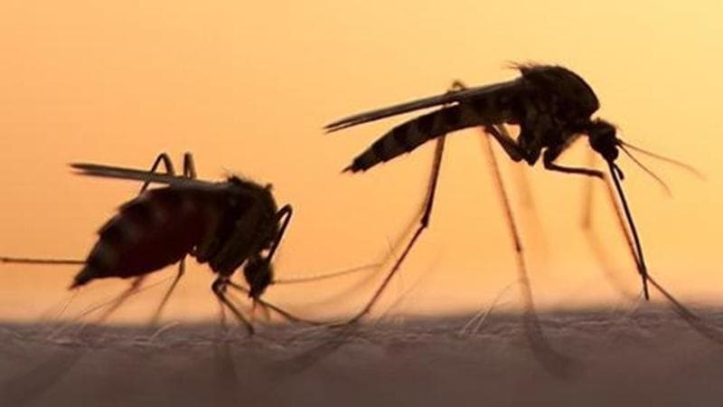 Jesi, accertato un caso di dengue: in città parte la disinfestazione