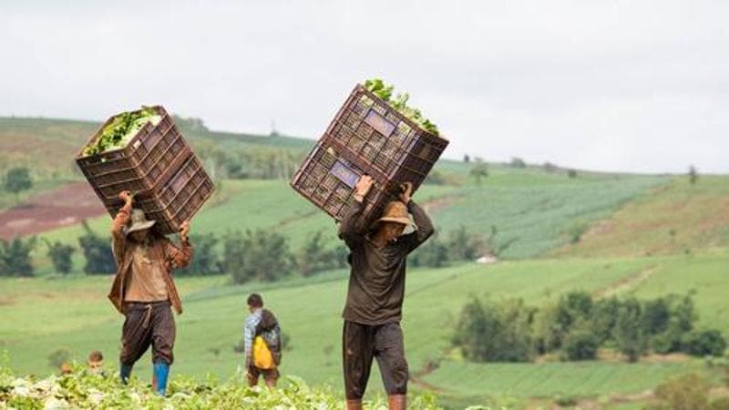 Cibo e sfruttamento: il caporalato conquista il Nord con metodi più sofisticati rispetto a quello che avviene al Sud