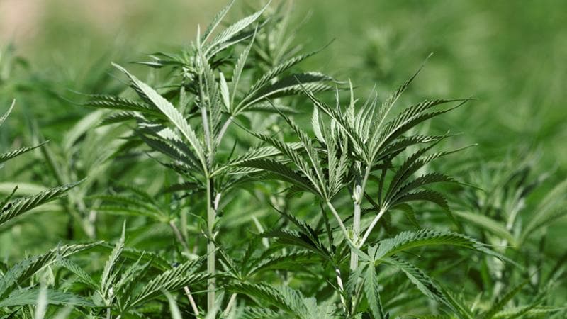 “Non siamo narcos, siamo imprenditori”. L’appello a Piantedosi dopo la stretta del governo sulla cannabis legale