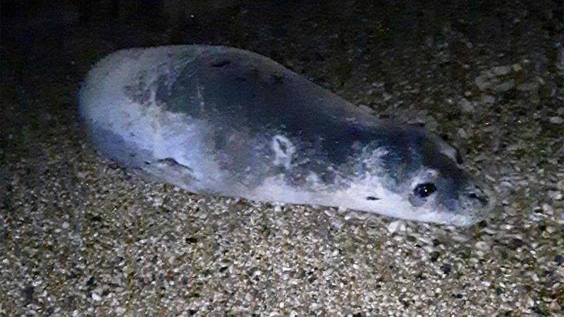 La foca monaca di Amchit
