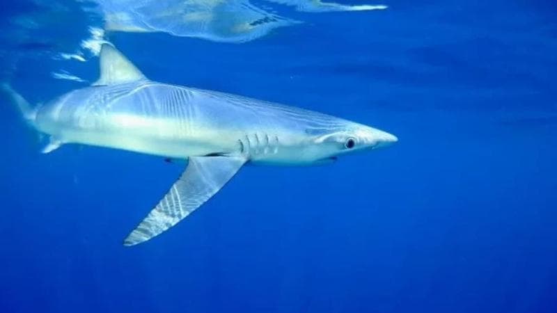 Squali “cocainomani” al largo della Florida, gli esperti indagano