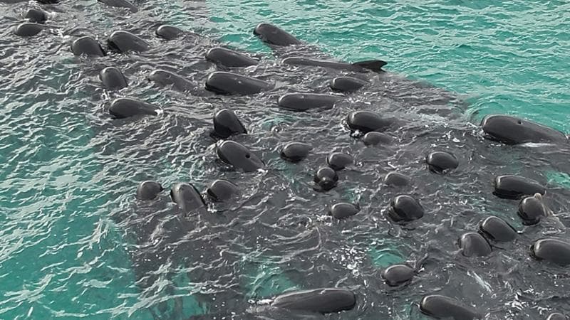 Australia, trovate morte 51 balene pilota spiaggiate