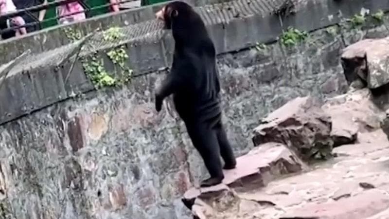 Cina, turisti si precipitano allo zoo per un video virale che mostrava un orso in piedi: era stato scambiato per una persona travestita