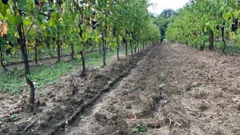 Coldiretti, con 32 nubifragi al giorno, estate da incubo per l’agricoltura