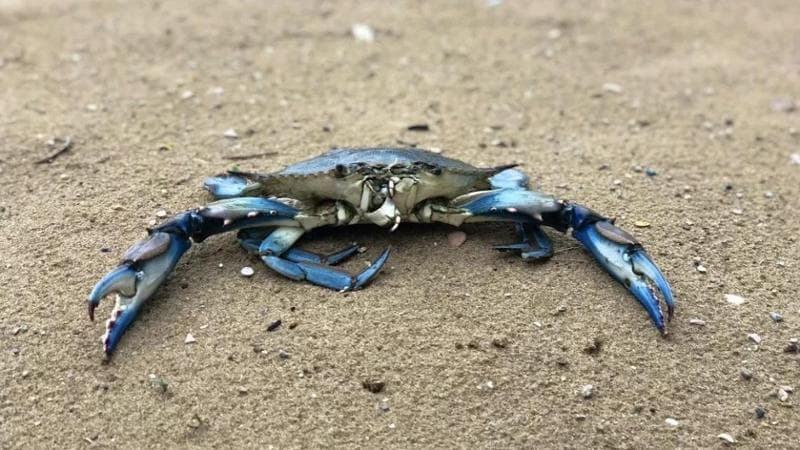 Granchio blu, dalla pesca selettiva alla cattura nel periodo della muta: ecco come fermarlo
