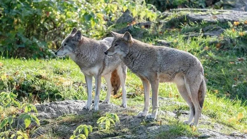 Trentino, il Tar dà il via libera all’abbattimento di due lupi: “Non compromette integrità specie”