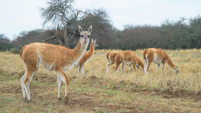 Un gruppo di guanachi (Franco Bucci)
