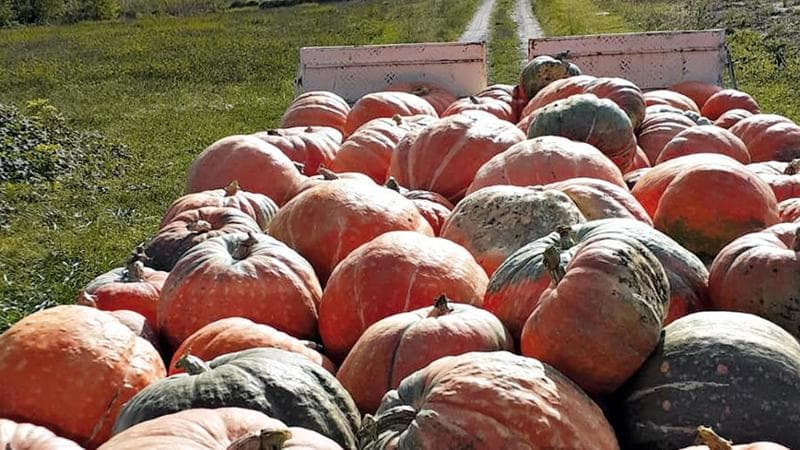 La Zucca di Rocchetta coltivata a Cengio&nbsp;&egrave; l&rsquo;unica cucurbita al mondo ad avere una &ldquo;carta d&rsquo;identit&agrave;&rdquo;, inserita nell&rsquo;Arca del Gusto di Slow Food. Si racconta che Colombo se la sia portata in America, essiccata
