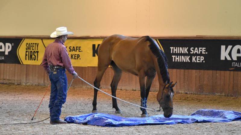 L'horseman Gigi Pini (foto Serena Nobile)
