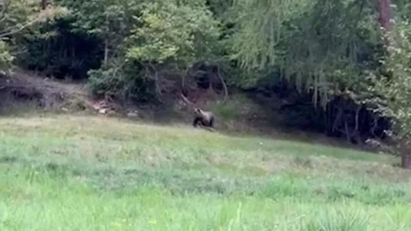 Il mio incontro con l’orso davanti a un pezzo di lardo nel maso sulle Dolomiti
