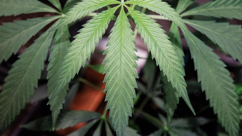 Legalizzazione cannabis, la richiesta delle opposizioni: “Dopo la Germania, anche il nostro Parlamento se ne occupi”