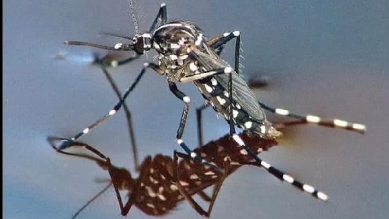 Dengue, un caso autoctono anche a Roma. E’ il secondo quest’anno in Italia dopo Lodi