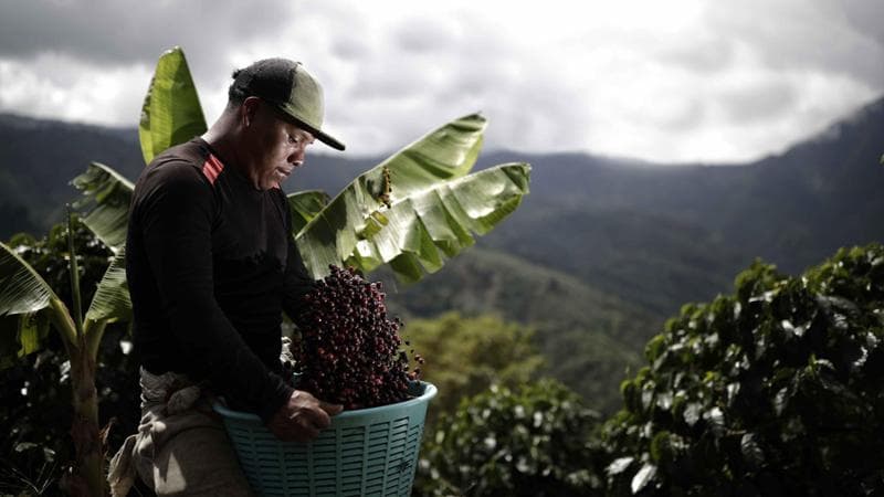 Caffè a rischio caldo: la tazzina diventa un lusso
