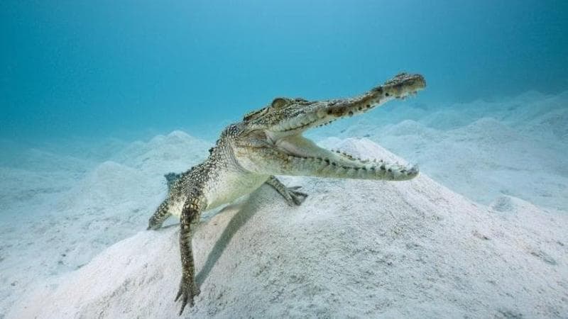 Anche i coccodrilli parlano: una ricerca australiana svela il linguaggio dei rettili. E ora gli scienziati vogliono scrivere il “dizionario” dei loro suoni