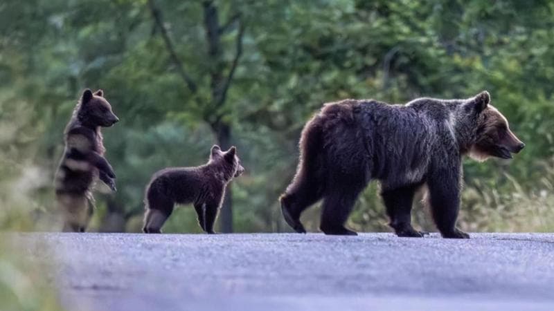 L'orsa Amarena in una foto di Valerio Minato scattata il 30 giugno 2023.
