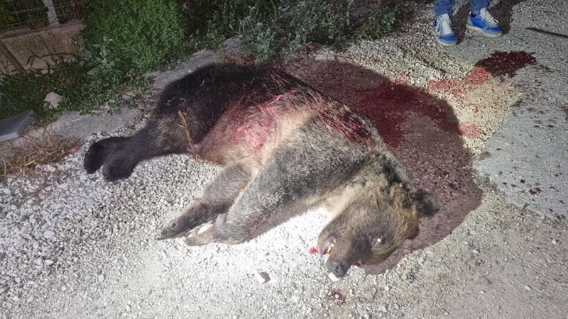 Foto dell'orsa Amarena ormai morta, pubblicata dal Parco Nazionale d'Abruzzo Lazio e Molise sul suo profilo Facebook

