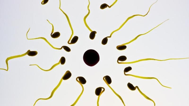Embrioni in laboratorio: è giusto affrontare senza paura la paura della conoscenza